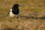 Eurasian Magpie<br><i>Pica pica pica</i>