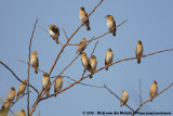 Black-Winged Red Bishop<br><i>Euplectes hordeaceus hordeaceus</i>