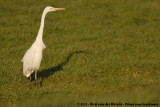 Great Egret<br><i>Ardea alba alba</i>