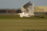 Great Egret<br><i>Ardea alba alba</i>