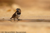 Bronze Mannikin<br><i>Spermestes cucullata scutata</i>