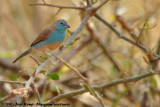 Southern Cordon-Blue<br><i>Uraeginthus angolensis niassensis</i>