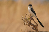 Long-Tailed Fiscal<br><i>Lanius cabanisi</i>