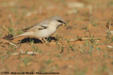 Desert Sparrow<br><i>Passer simplex saharae</i>