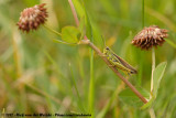 Large Marsh Grasshopper<br><i>Stethophyma grossum</i>