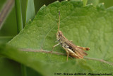 Rufous Grasshopper<br><i>Gomphocerippus rufus</i>