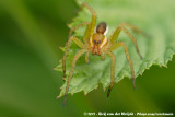 Raft Spider<br><i>Dolomedes fimbriatus</i>