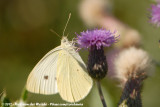 Small White<br><i>Pieris rapae rapae</i>