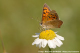 Small Copper<br><i>Lycaena phlaeas phlaeas</i>