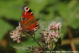 European Peacock<br><i>Inachis io io</i>