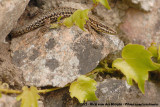 Common Wall Lizard<br><i>Podarcis muralis brogniardii</i>