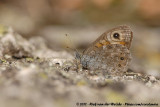 Large Wall Brown<br><i>Lasiommata maera maera</i>