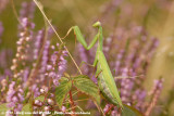 European Praying Mantis<br><i>Mantis religiosa</i>