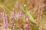 European Praying Mantis<br><i>Mantis religiosa</i>