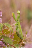 European Praying Mantis<br><i>Mantis religiosa</i>