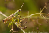 Meadow Grasshopper<br><i>Chorthippus parallelus parallelus</i>