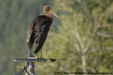 Black Stork<br><i>Ciconia nigra</i>