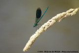 Banded Demoiselle<br><i>Calopteryx splendens splendens</i>