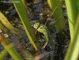 Groene Glazenmaker