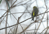 European Serin<br><i>Serinus serinus</i>