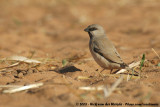 Desert Sparrow<br><i>Passer simplex saharae</i>