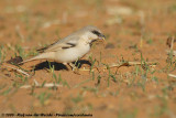 Desert Sparrow<br><i>Passer simplex saharae</i>