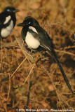 Maghreb Magpie<br><i>Pica mauritanica</i>