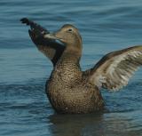 Eider