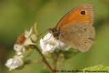 Meadow Brown<br><i>Maniola jurtina jurtina</i>