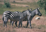 Grants Zebra<br><i>Equus quagga boehmi</i>