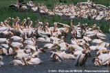 Great White Pelican<br><i>Pelecanus onocrotalus</i>