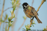 Common Reed Bunting<br><i>Emberiza schoeniclus schoeniclus</i>