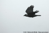 Western Jackdaw<br><i>Coloeus monedula spermelogus</i>