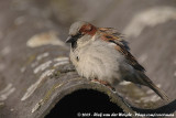 House Sparrow<br><i>Passer domesticus domesticus</i>