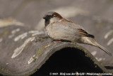 House Sparrow<br><i>Passer domesticus domesticus</i>