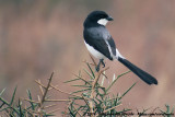 Long-Tailed Fiscal<br><i>Lanius cabanisi</i>