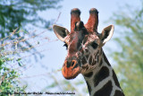 Reticulated Giraffe<br><i>Giraffa camelopardalis reticulata</i>