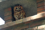 Tawny Owl<br><i>Strix aluco aluco</i>