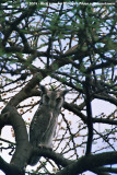 Northern White-Faced Owl<br><i>Ptilopsis leucotis</i>