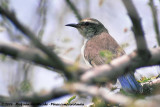 Eastern Violet-Backed Sunbird<br><i>Anthreptes orientalis</i>