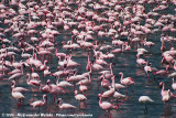 Lesser Flamingo<br><i>Phoeniconaias minor</i>