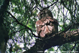 Verreauxs Eagle-Owl<br><i>Ketupa lacteus</i>