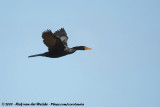 Reed Cormorant<br><i>Microcarbo africanus africanus</i>