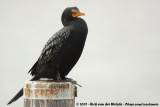 Reed CormorantMicrocarbo africanus africanus
