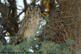 Spotted Eagle-Owl<br><i>Bubo africanus africanus</i>