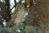 Spotted Eagle-OwlBubo africanus africanus