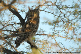 Spotted Eagle-OwlBubo africanus africanus