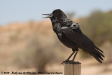 Kaapse Roek / Cape Crow