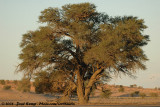 Southern Kalahari