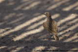 Starks Leeuwerik / Stark's Lark